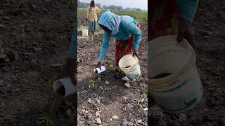 #radifarm#viva #drenching for root growth#valagro #mirchi #mirapa#viralshort#shorts #yt @pallerythu1