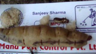 Pest Control in India 9811191151