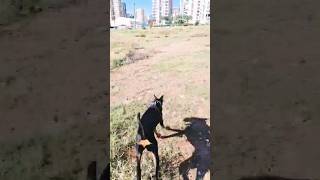 Doberman vs Belediye Başkanı #shorts