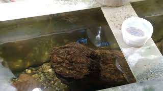 actual video of demasoni cichlid mating