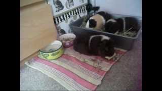 Update on the Piggies - August 2012