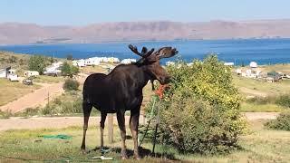 Moose lawn watering - moose mooching