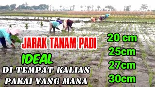 JARAK TANAM PADI YG BAIK DAN BENAR || IDEAL RICE GROWING DISTANCES