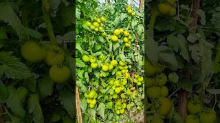 टमाटर की टॉप 5 बेस्ट वैरायटी 🍅tamatar ki kheti #shorts