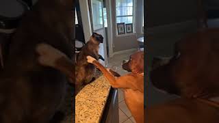 Dog hitting cat