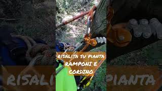 tecnica base di risalita su pinata utilizzando ramponi e corda di sicura - sul canale video completo