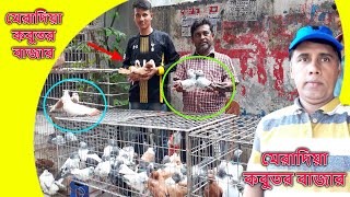 Rampura Meradia hat |  মেরাদিয়া কবুতর বাজার | pigeon video | Latest Update price | pigeon hat dhaka