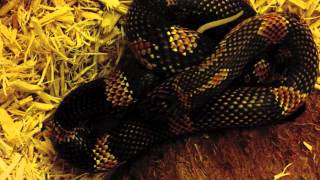 Severus - Our King Snake