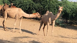 camels amazing life in Desert 🏜