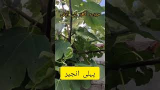 My Garden Fruit |Travelling with Tanoli | Beauty of Pakistan|