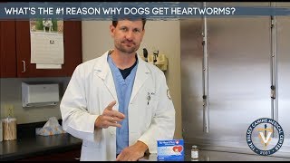 What's The #1 Reason Why Dogs Get Heartworms?