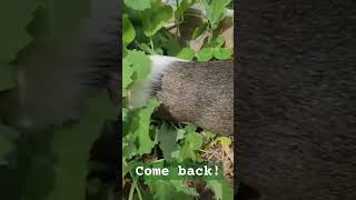 guinea pig runs away #pets #shortsvideo