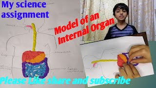 Easy DIY Model of internal organs for kids#mytoyhome#science assignment#digestivesystem#