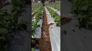 new variety cucumber farming #trending #viral #youtube #view #reels #technology #cucumber #shorts