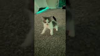 So cute baby cat #shorts #trending #viral #cat #animals