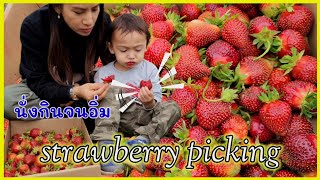 เก็บสตอเบอร์รี่สดๆจากสวน แม่ลูกชิมกันจนอิ่ม /strawberry picking in WA