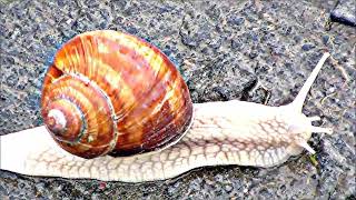 Naturbeobachtung Weinbergschnecke(Helix pomatia(L. 1758)) unterwegs zwischen Bahngleisen