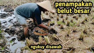 MENANGKAP BELUT DI SAWAH NGUKUY BELUT BESAR #BELUTSAWAH  #wongdesa