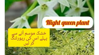 How to care Raat Ki Rani in winter | How to grow Raat ki Rani plant🌱