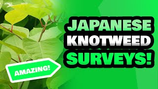 Japanese Knotweed Survey Specialists Near Me | Japanese Knotweed Survey