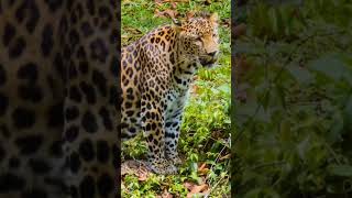 Misteri dan Keanggunan Leopard Afrika #faktaunikhewan #faktaduniahewan #faktaunikbinatang #animals