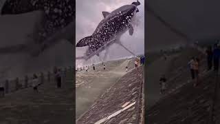 The Biggest Shark Jumped From Ocean #shark #world #shorts