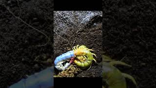 giant centipede molting #ccto #centipede #molting #exotic #viral #shorts #trending #viralshorts