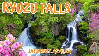 Nikko's HIDDEN GEM I Ryuzu Falls with Japanese Azalae in Full Bloom