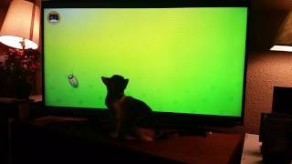 Kitten Entertainment Television