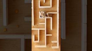 Hamster maze 🐹 Training 😀