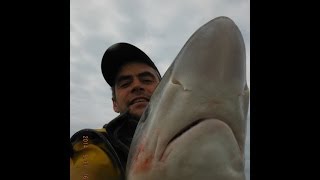 Tope double hook up from a kayak, In Ireland.