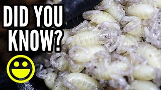 Did you know scorpions carry babies on their backs?