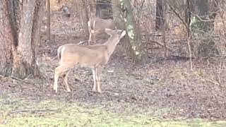 Small Buck Trio