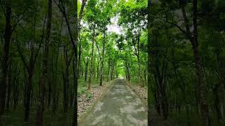 Asli Maza Manzil ka Nahi Rasto Ka Hai #Road #Nature #travel #green #tripura #vlog #shorts #trending