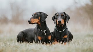 Training a Doberman as a Therapy Dog: Tips & Tricks!