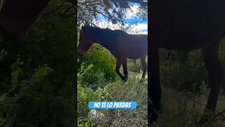 Me fui pal #rancho y conocí esta #hacienda En #ruinas el lugar lleno de #cactus