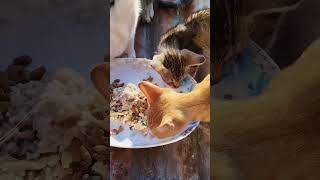 Mother cat and kittens Eating on the roof top