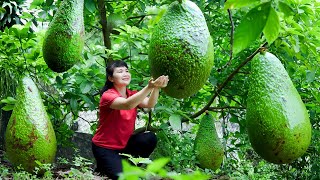 How to Harvest Avocado, goes To Market Sell - Harvesting and Cooking | Tieu Vy Daily Life