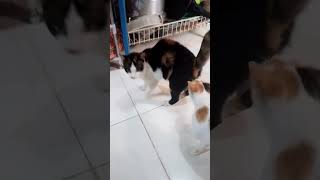 Mau Beranak lagi Memeng ku guys