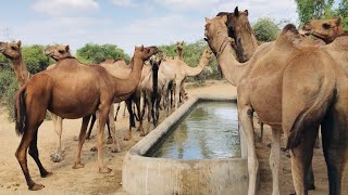 Camels are drinking bitter water after the rain water is gone