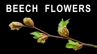 Beech twig flowers and leaves from buds - time lapse [4K]