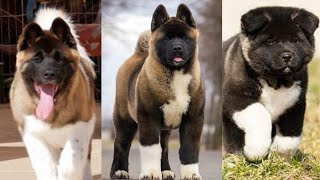 Funny and Cute American akita puppies compilation in 2022.