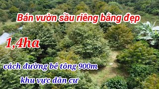 (Đã bán)1,4ha Sầu Riêng Đất Bằng Đẹp tại xã Quảng Tân cách đường bê tông 900m|Bán Đất Đắk Nông