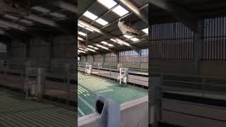 Large Shed For Store Lambs