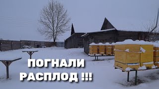 Погнали расплод!