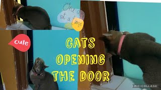 Clever Cat knows how to open the door #frcv