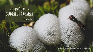 Gleivūnai - gudrieji padarai (II dalis)