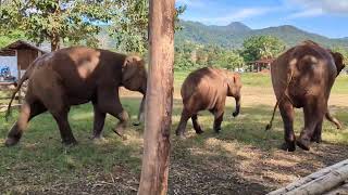 Walking close to elephants near Chiang Mai