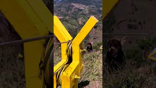 Cable aéreo motorizado para aguacate, café, cítricos, pasto de corte | Agricultura en movimiento