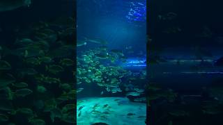 ripleys aquarium #aquarium #toronto #Canada #underwater #fish #sea